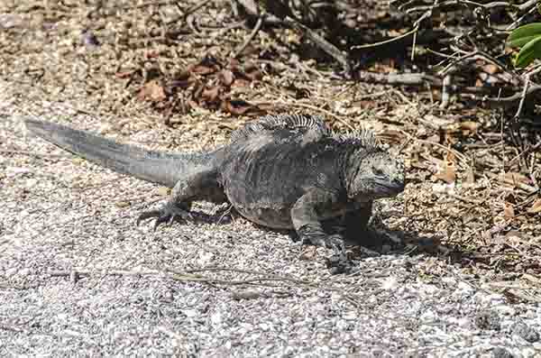 Iguana Marina - isla Isabela - islas Galápagos - Ecuador 6.jpg
